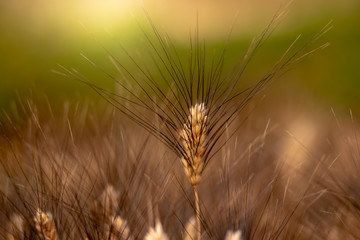 Fototapeta premium Wheat crop field. Ears of golden wheat close up. Ripening ears of wheat field background. Rich harvest Concept.