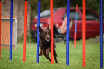 Brown kelpie in agility slalom on Ratenice competition. Amazing day on czech agility competition in...
