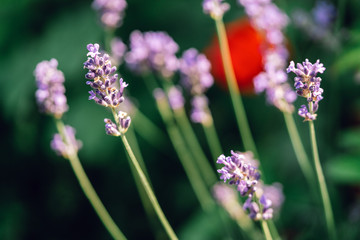 Blue lavender in garden on a summer day