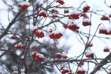 red berries in snow