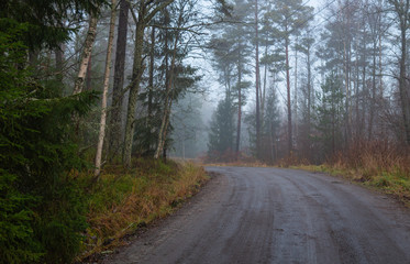 Fototapeta premium Foggy road in the forest 