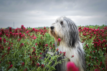 Portrait of bearded collie, who is watching on birds on the sky.