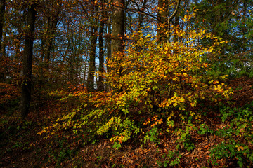 Natural forest in autumn, Eifel National Park.