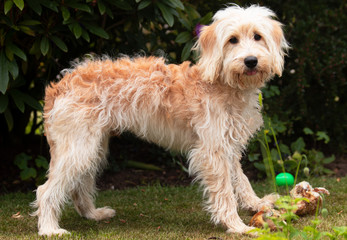 Photos of cockapoo pet dog