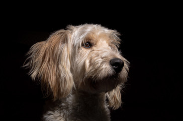 Photos of cockapoo pet dog