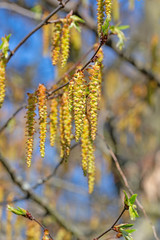 Hainbuche im Frühling, männliche Blüten