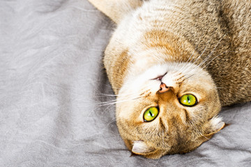 Red ginger scottish fold young cat on gray linen background. The concept of favorite pets in a warm...