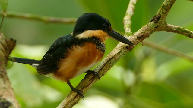 Green-And-Rufous Kingfisher perched and squating on a branch - HD 24fps