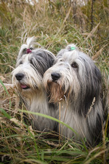 Two Bearded collies are sitting in reed. Autumn photoshooting in park.