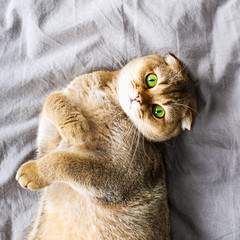 Red ginger scottish fold young cat on gray linen background. The concept of favorite pets in a warm home circle. Scandy style, minimalism. Simplicity,