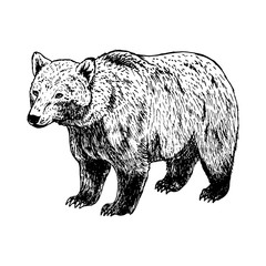 Plakat Hand drawn bear. Vector black white sketch.
