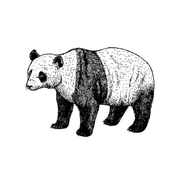 Hand drawn panda. Vector black white sketch.