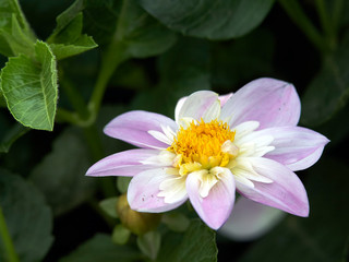 Fototapeta premium Cosmos flower in garden