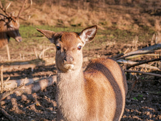 Free living fallow deer in real Bavarian landscape