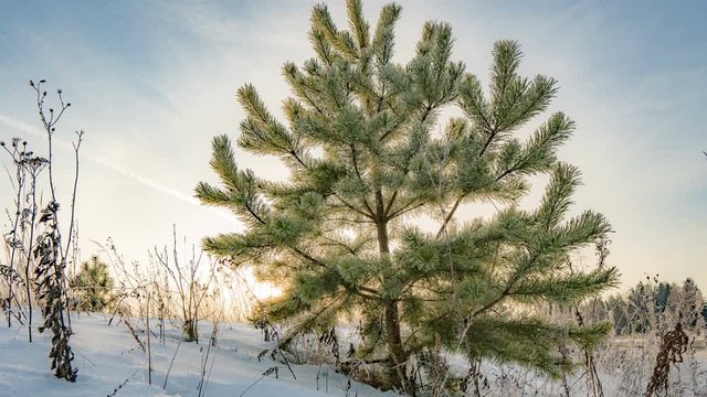 Time lapse of a beautiful winter landscape, a young pine tree on a background of a beautiful winter sky