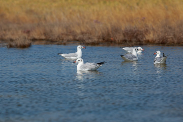 Beautiful young seagull
