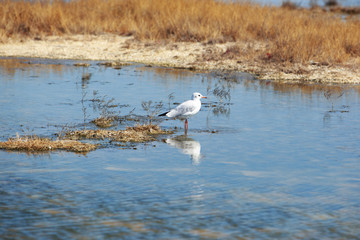 Beautiful young seagull