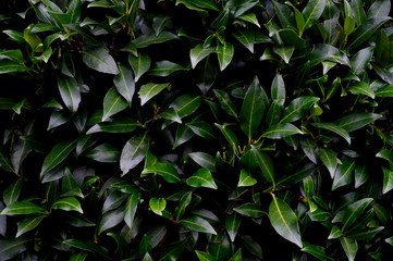 Obraz premium Kirschloorbeerhecke