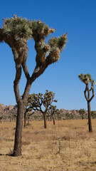Fototapeta na wymiar joshua trees in the desert of California