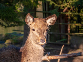 Free living fallow deer in real Bavarian landscape