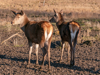 Free living fallow deer in real Bavarian landscape