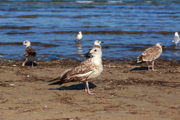 Beautiful young seagull