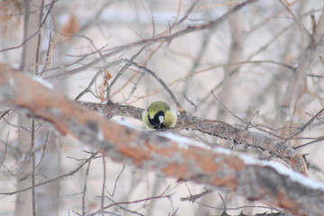 tit on branch
