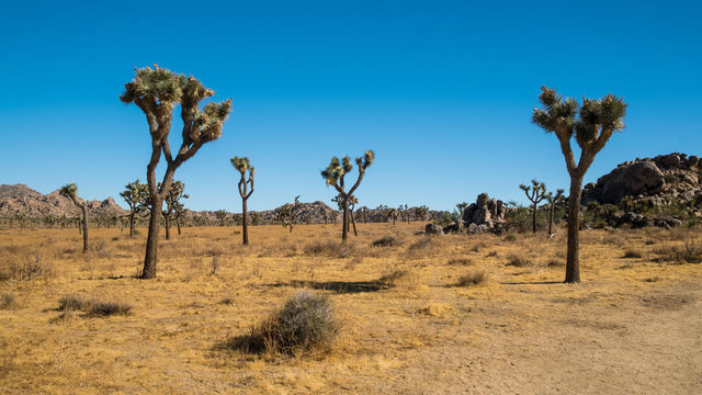 joshua trees in the desert of california