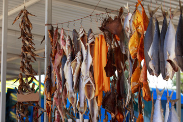 Stockfish on a rope