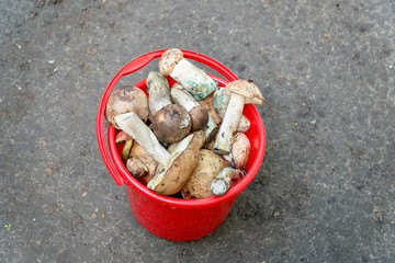 Wild boletus mushrooms in a red bucket. Selective Focus