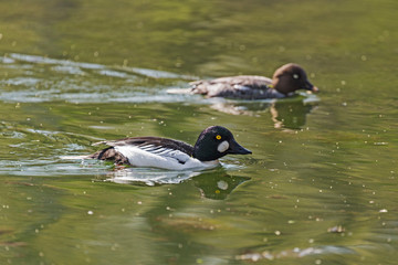 The common goldeneye (Bucephala clangula) is a medium-sized sea duck of the genus Bucephala, the goldeneyes. Common Goldeneye, bucephala clangula.