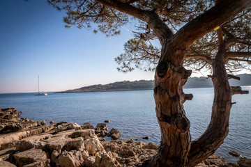 Fototapeta premium nature park kamenjak near premantura in istria, croatia