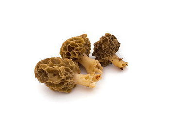 Morilles