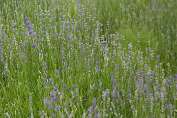 Lavande