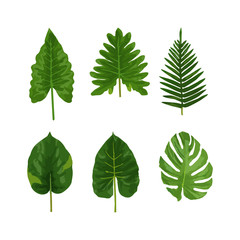 Set of tropical leaves in vector. Tropical leaves collection in vector