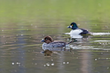 The common goldeneye (Bucephala clangula) is a medium-sized sea duck of the genus Bucephala, the goldeneyes. Common Goldeneye, bucephala clangula.