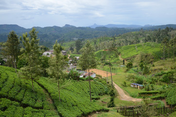 Local Ceylon Tea plantation at Nuwara Eliya, Sri lanka.