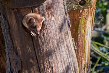 European Pine Marten (Marten Marten) with Head Out of Tree Hole