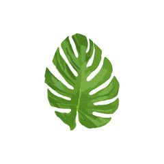 Isolated tropical leaf  vector illustration on white background. Green tropic leaf in vector