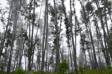 Fototapeta premium Misty pine and cypress park in Sri lanka after the rain.
