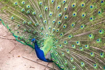 Obraz premium Feathers and eyes