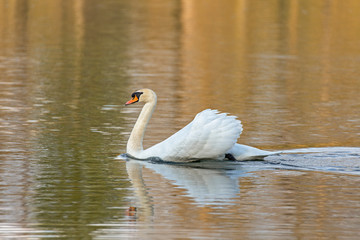 The mute swan (Cygnus olor) is a species of swan and a member of the waterfowl family Anatidae. Mute Swan on water. 