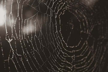 Details of a spider web in black and white, light haze, sepia photo, sun rays, lens flare, dark photo