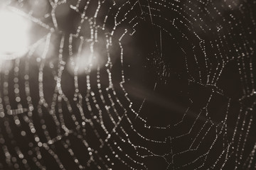 Details of a spider web with small water drops in black and white, light haze, sepia photo, sun rays, lens flare, dark photo