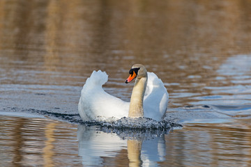 The mute swan (Cygnus olor) is a species of swan and a member of the waterfowl family Anatidae. Mute Swan on water. 