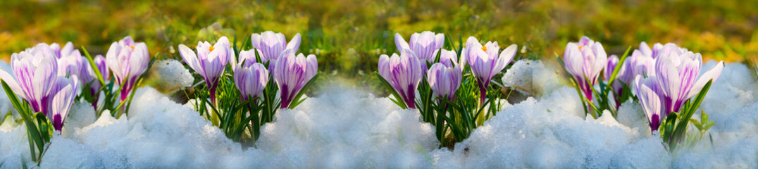 Fototapeta na wymiar Flowers purple crocus in the snow