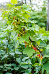 Redcurrant berries growing in the kitchen garden