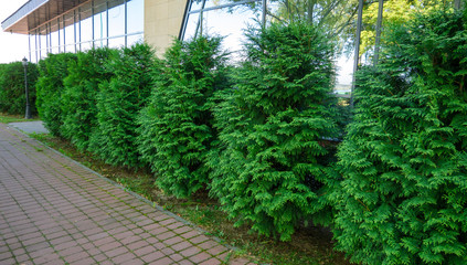  Row of thuja trees. Thuja trees in the city landscape on the background of a lowbuilding. 
