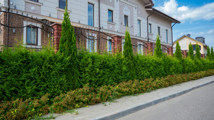 Fototapeta na wymiar Row of thuja trees. Thuja trees in the city landscape on the background of a lowbuilding. 