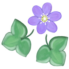 Watercolor blue anemone flower, vector